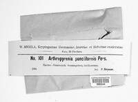Naetrocymbe punctiformis image